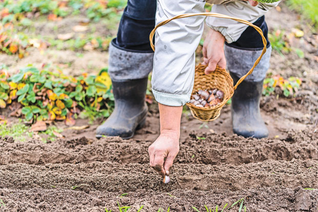 Када се и како сади бел лук